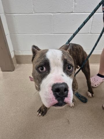 Skye - Pit Bull Terrier