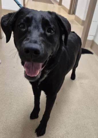 Coral - Labrador Retriever
