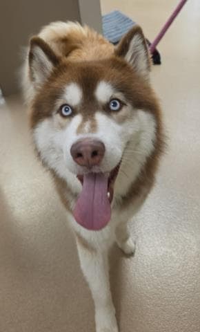 Bubbles - Siberian Husky
