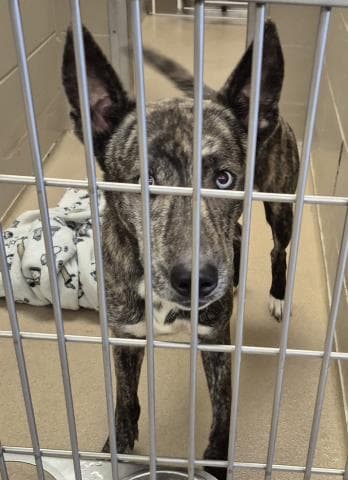 Ranger Rick - Dutch Shepherd
