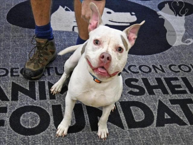 Jelly Bean - Pit Bull Terrier