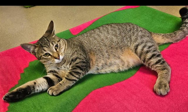Bart - Domestic Short Hair