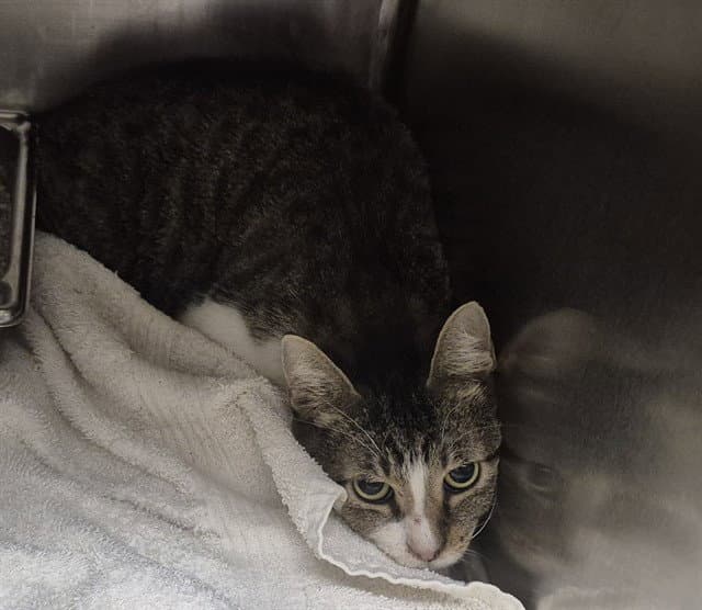 Vic - Domestic Short Hair