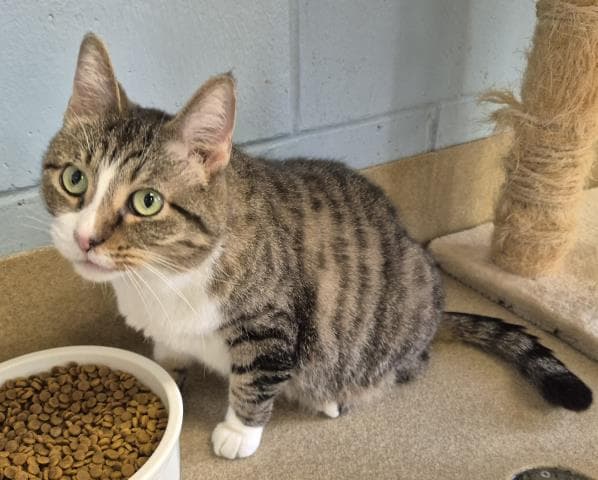 Vic - Domestic Short Hair