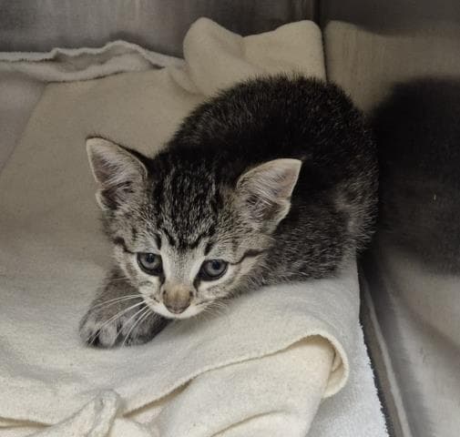 Morta - Domestic Short Hair