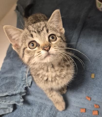 Morta - Domestic Short Hair