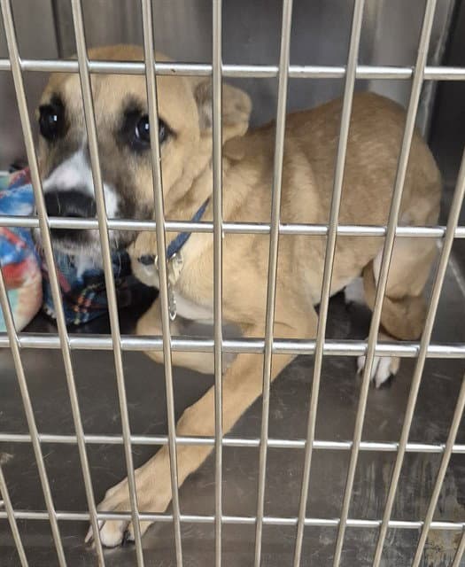 Fajita - German Shepherd Dog