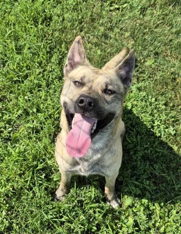 Daryl - Pit Bull Terrier