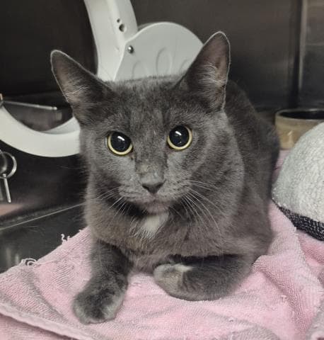 Daisy - Domestic Short Hair