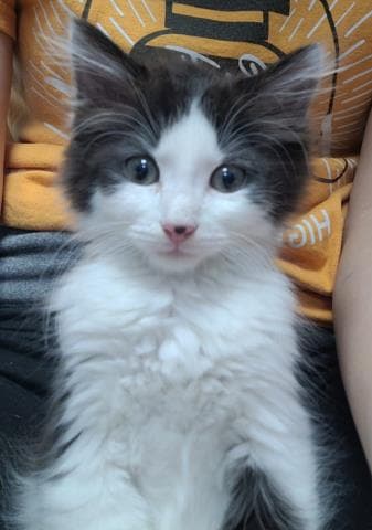 Froggie - Domestic Short Hair