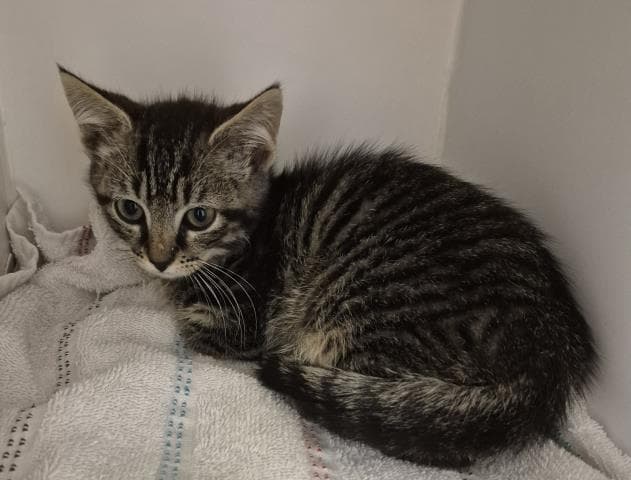 Henry - Domestic Short Hair