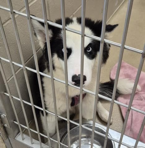 Spider - Siberian Husky