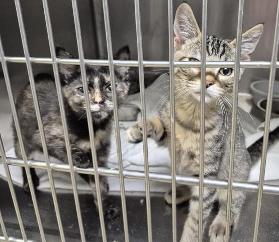 Waffles - Domestic Short Hair