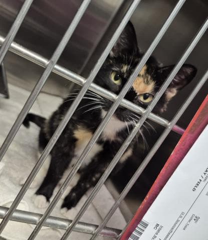 Alecto - Domestic Short Hair