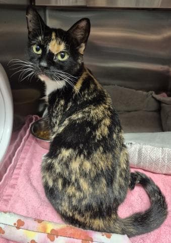 Alecto - Domestic Short Hair