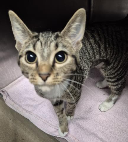 Tisiphonw - Domestic Short Hair