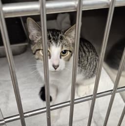 Wilbur image 1