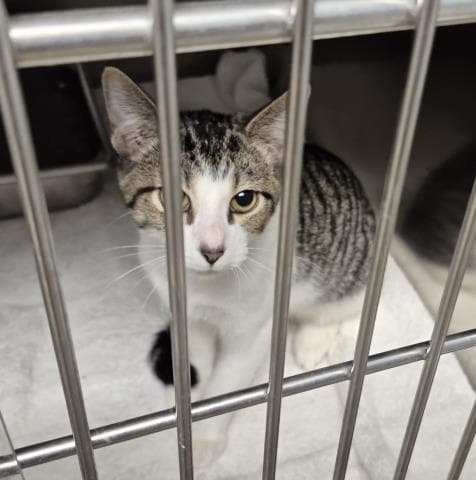 Wilbur - Domestic Short Hair