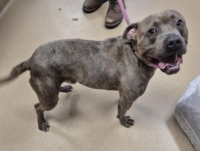 Capone - Pit Bull Terrier