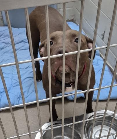 Brown Betty - Pit Bull Terrier
