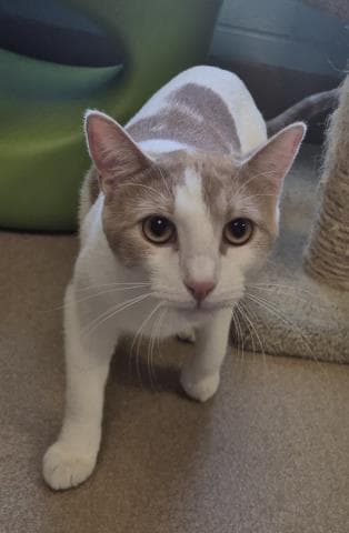 Milo Aka Coleman Grill - Domestic Short Hair