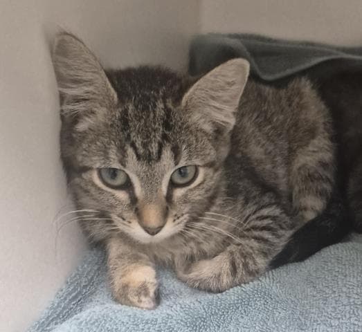 Freevee - Domestic Short Hair