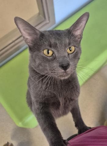 Robin - Domestic Short Hair
