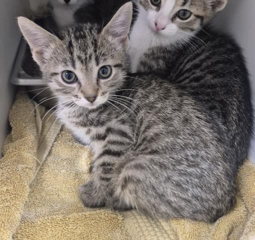 Salvadore - Domestic Short Hair