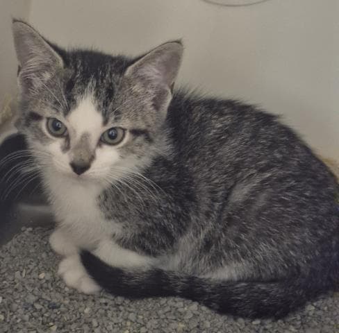 Stanley - Domestic Short Hair