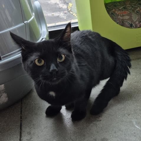 Mr Pfeiffer - Domestic Short Hair