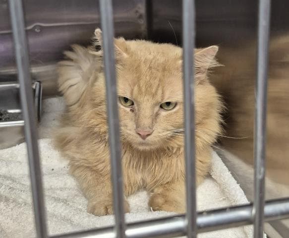 Pumpkin - Domestic Short Hair