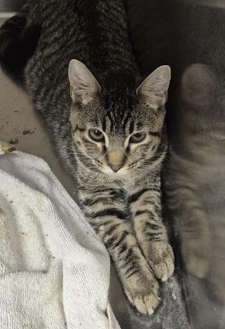 Lyudmila - Domestic Short Hair