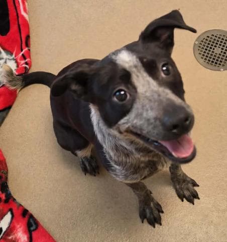 Nezuko - Australian Cattle Dog/Blue Heeler