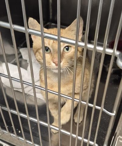 Tristan - Domestic Short Hair