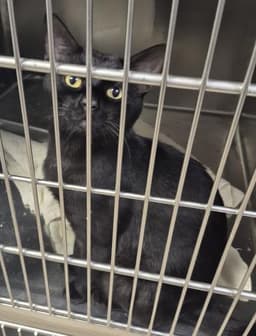Binx image 1