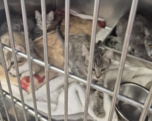 Coverdale - Domestic Short Hair