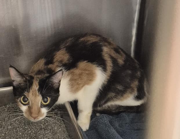 Journey - Domestic Short Hair