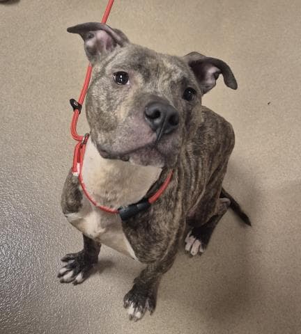Biscotti - Pit Bull Terrier