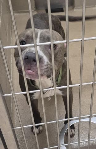 Homer Hickum - Pit Bull Terrier