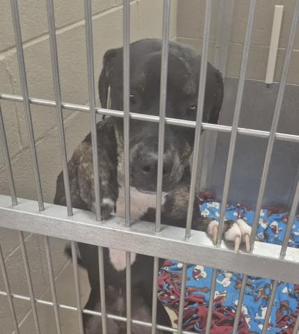 Zipper - Pit Bull Terrier