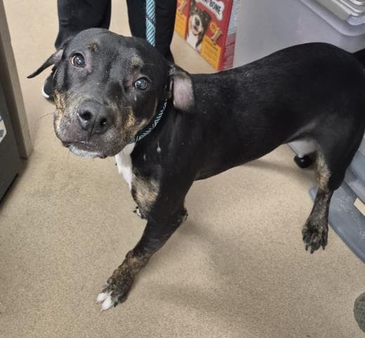 Zipper - Pit Bull Terrier