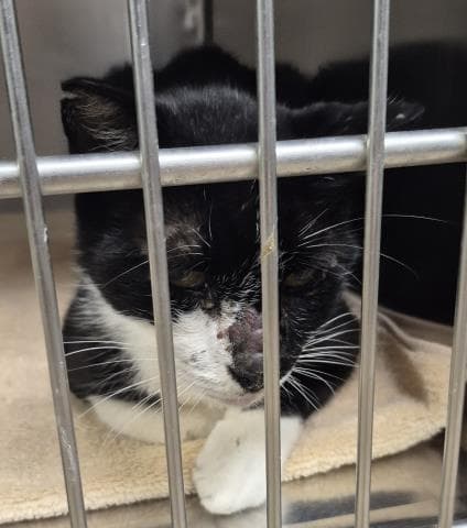 Fabio - Domestic Medium Hair