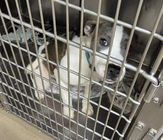 Gracie - Pit Bull Terrier