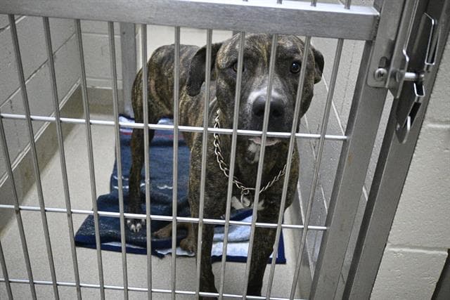 Brick - Pit Bull Terrier