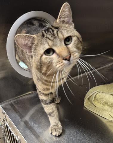 Astro - Domestic Short Hair