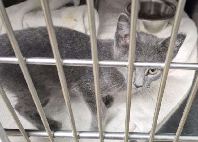 Cale - Domestic Short Hair