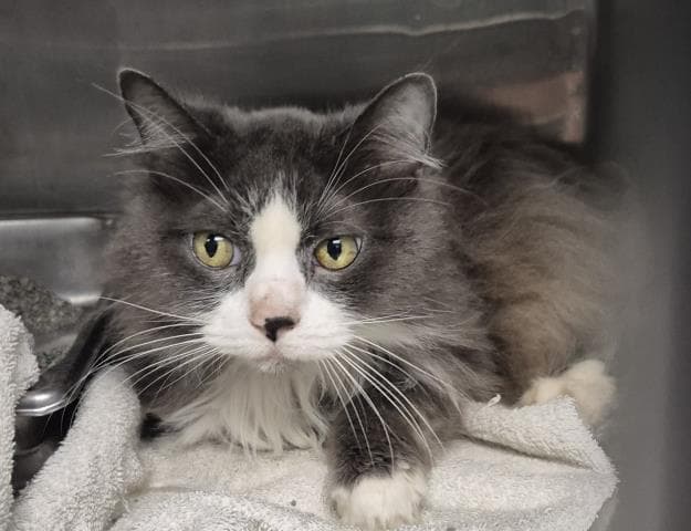 Isolde - Domestic Long Hair