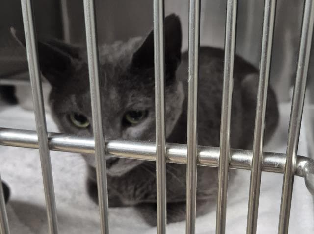 Goose - Domestic Short Hair