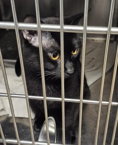 Catsby - Domestic Short Hair