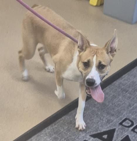 Fun Dip - Pit Bull Terrier
